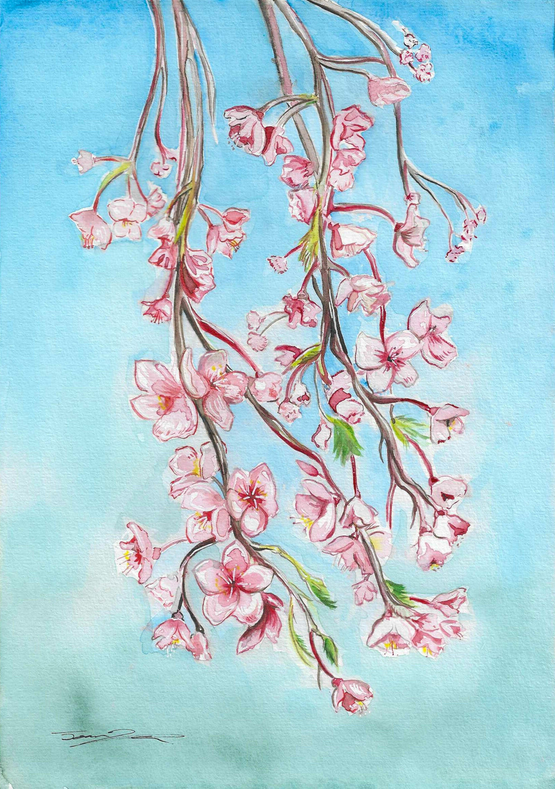 Hand painted watercolour image of Sakura Blossom by Joanna Wenczka